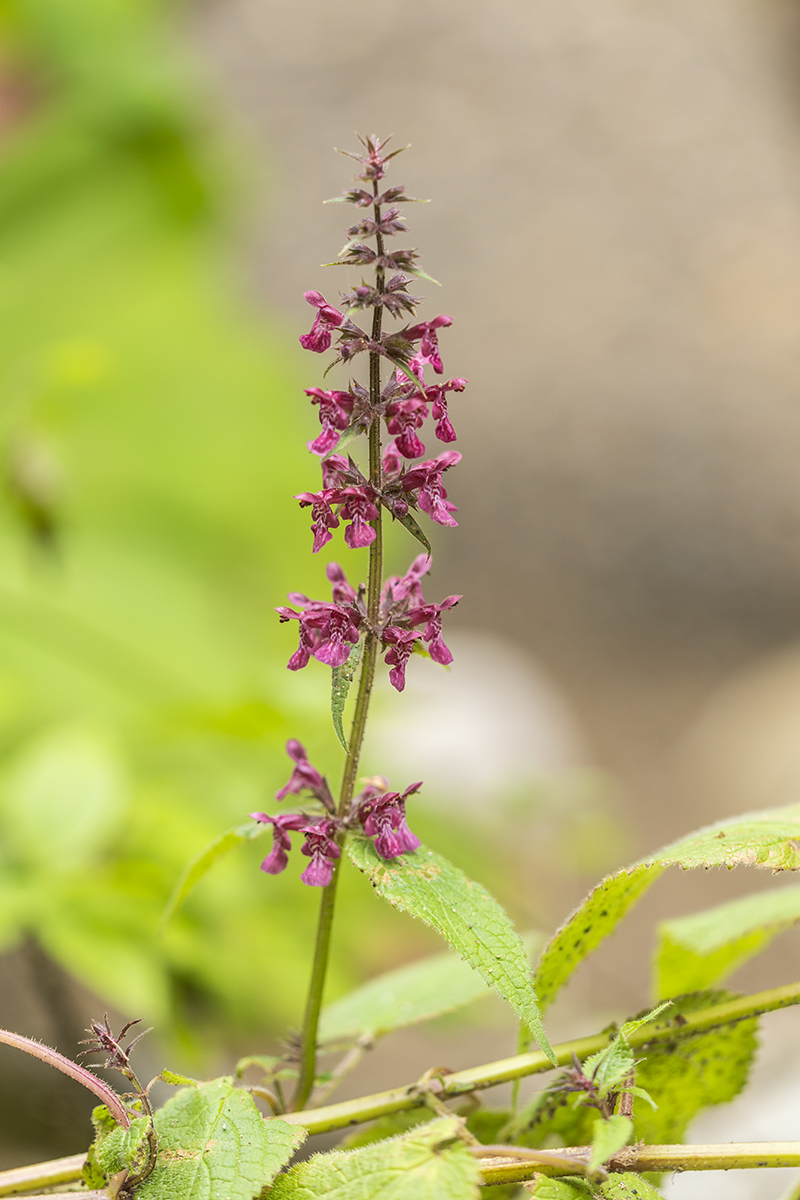 Image of Stachys sylvatica specimen.