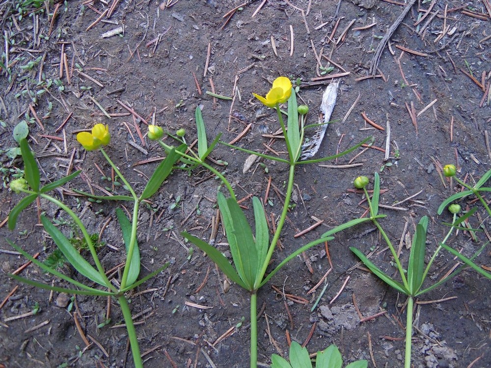 Image of Ranunculus monophyllus specimen.