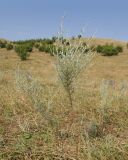 род Artemisia