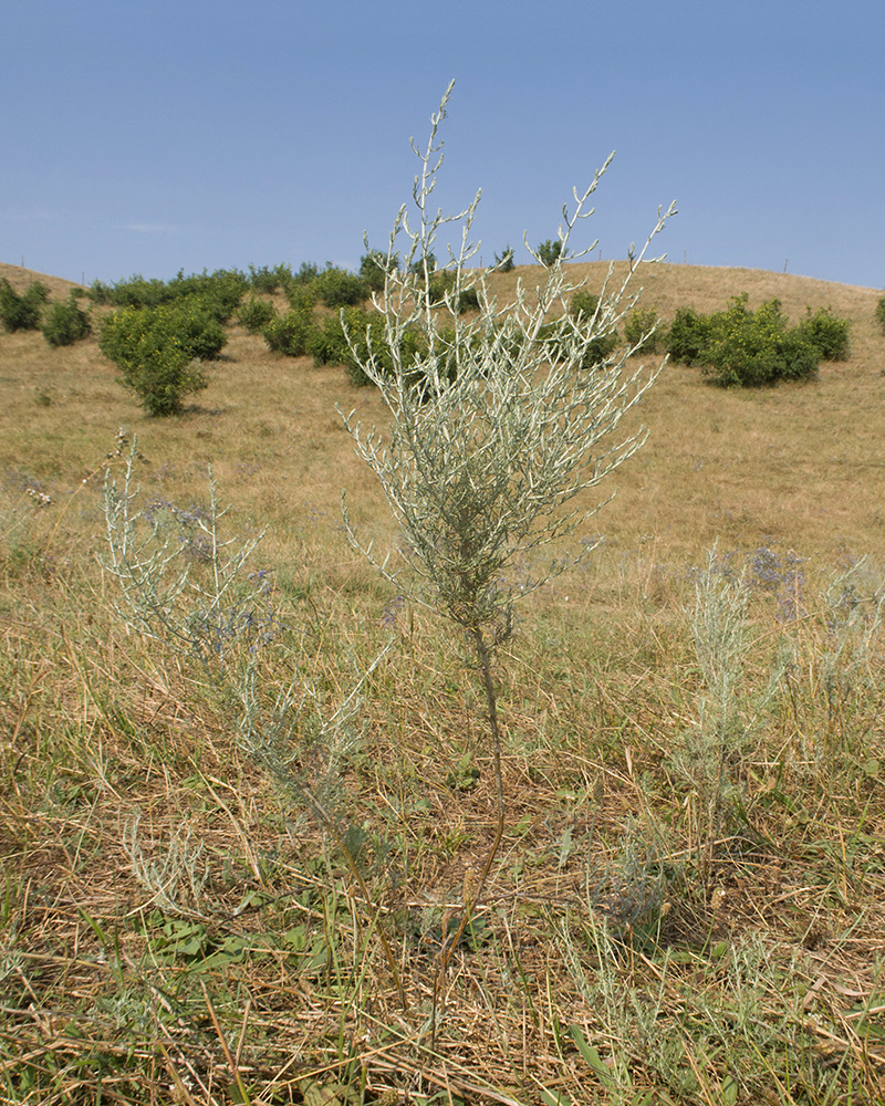 Изображение особи род Artemisia.