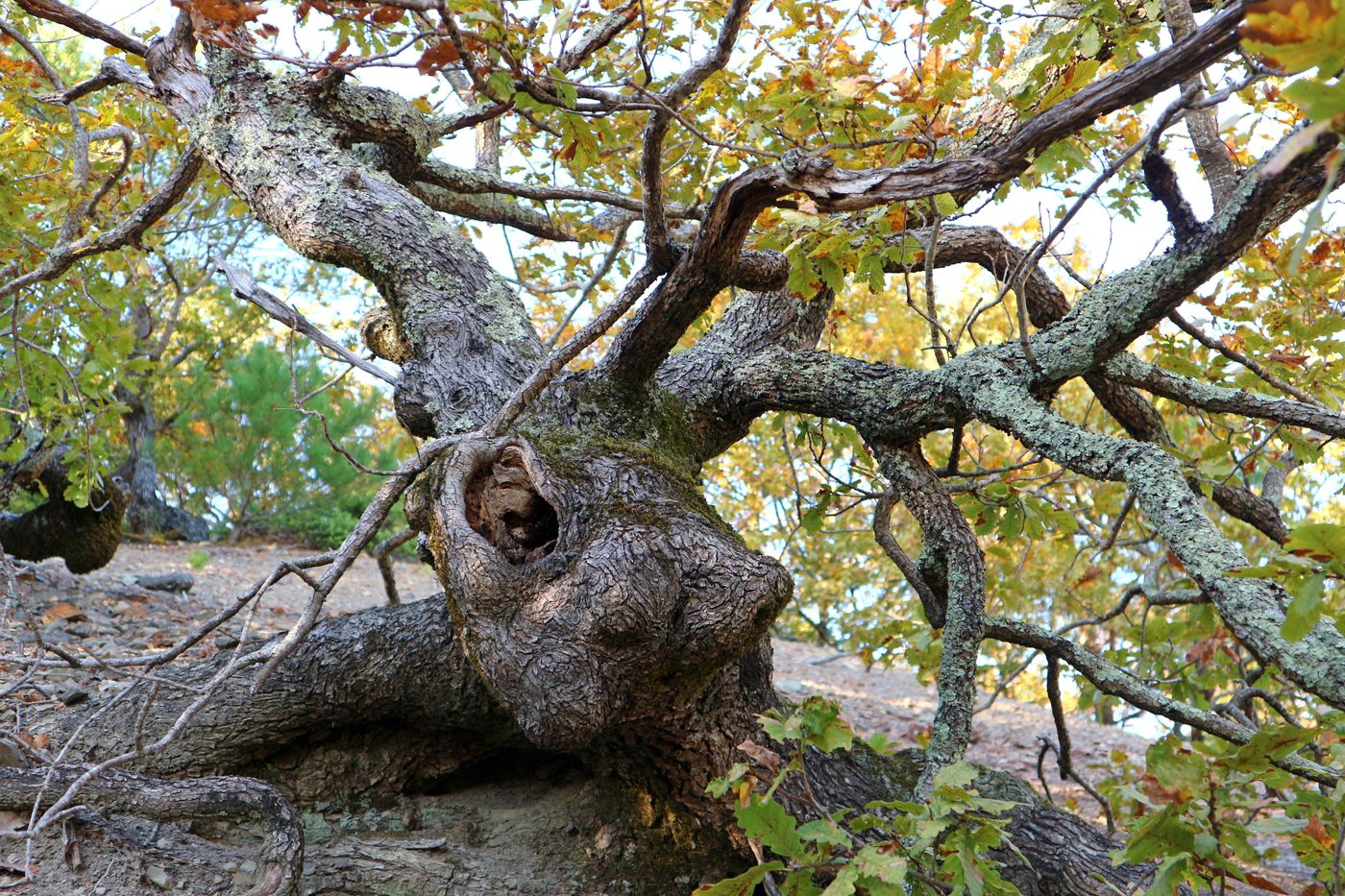 Image of Quercus petraea specimen.