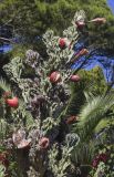 View full-size image genus Cereus
