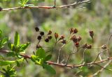 Spiraea crenata. Ветвь с сухими прошлогодними плодами. Татарстан, Бавлинский р-н. 15.05.2011.