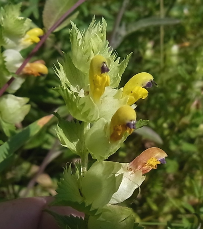 Изображение особи Rhinanthus glacialis ssp. subalpinus.