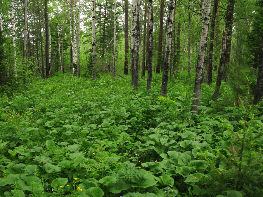 Image of Brunnera sibirica specimen.