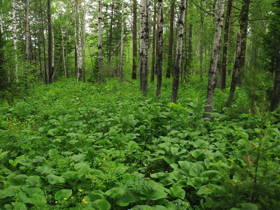 Изображение особи Brunnera sibirica.