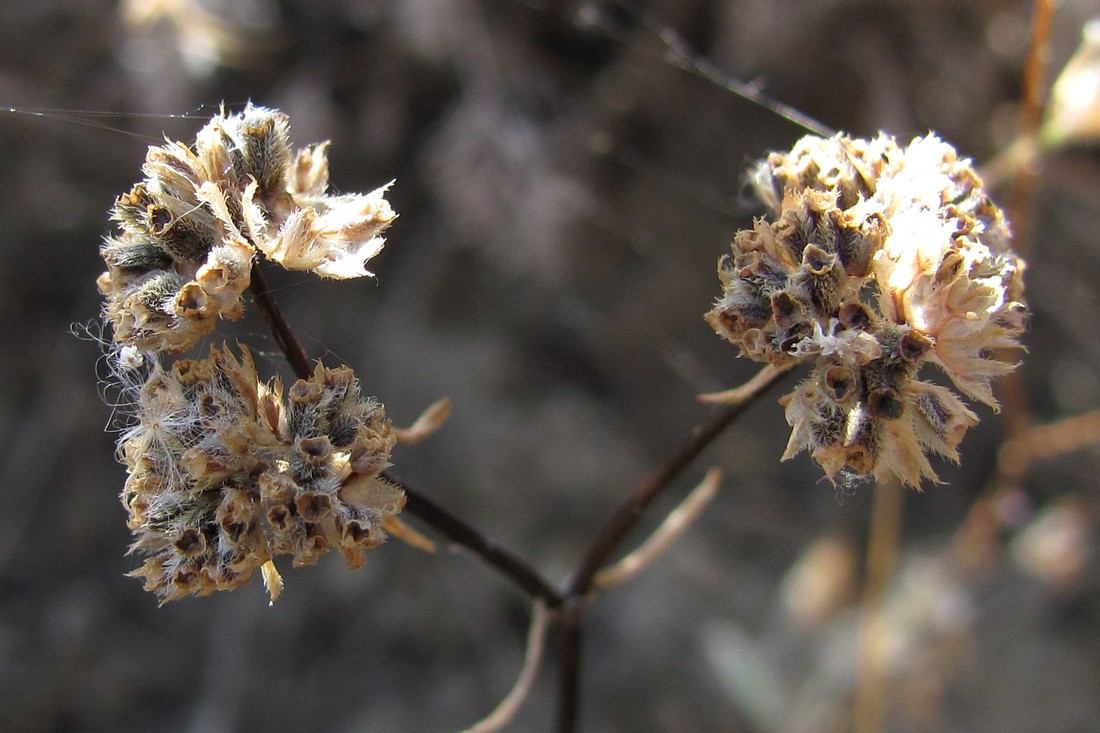 Image of Valerianella lasiocarpa specimen.