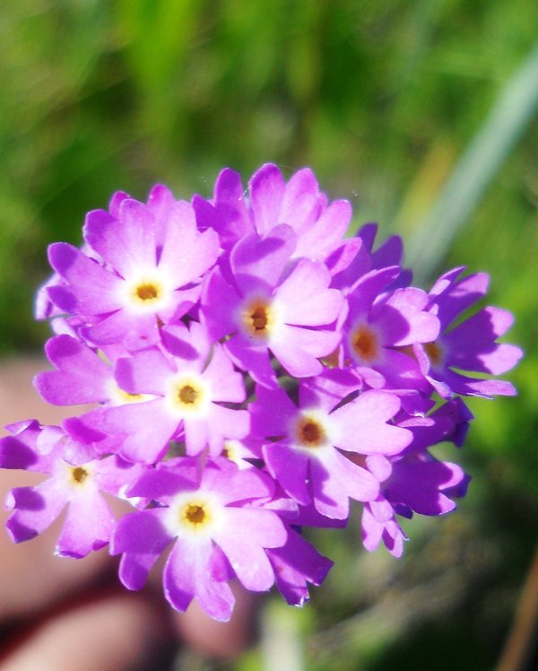 Изображение особи Primula longiscapa.