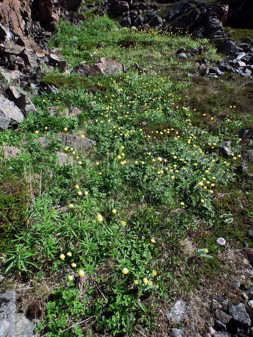 Изображение особи Trollius europaeus.