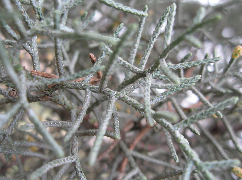 Image of Cupressus arizonica specimen.