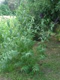 Buddleja davidii