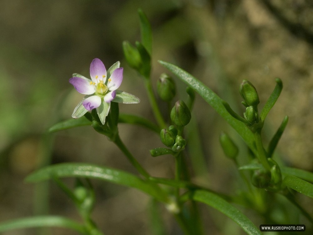 Image of Spergularia marina specimen.