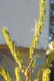 Bassia scoparia