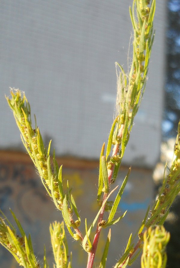 Image of Bassia scoparia specimen.