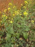 Brassica campestris