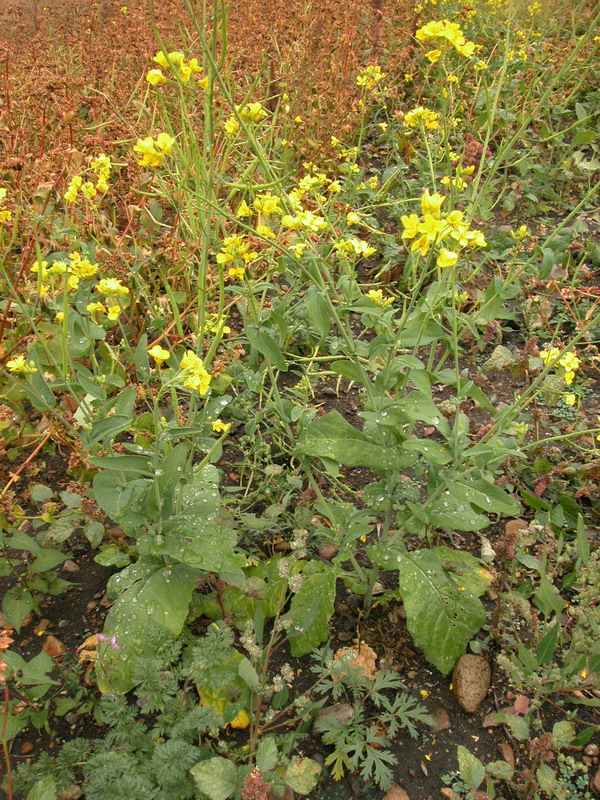 Изображение особи Brassica campestris.