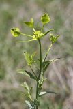 род Euphorbia. Верхушка цветущего растения. Таджикистан, предгорья Гиссарского хр., Северные холмы. 02.05.2011.