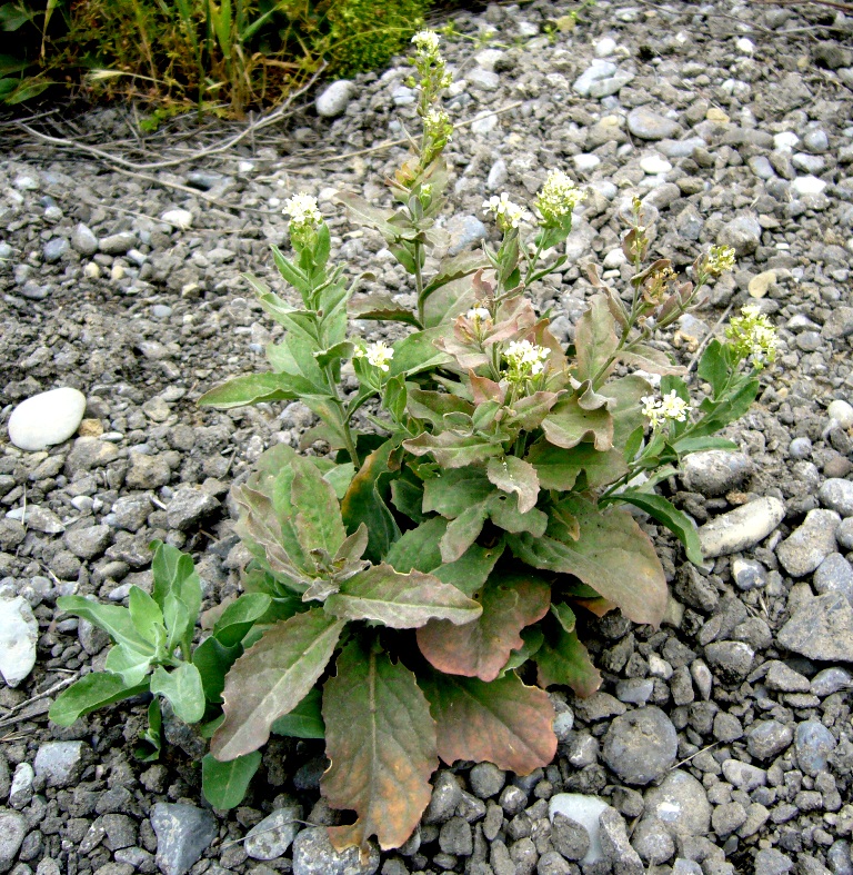 Image of Cardaria draba specimen.