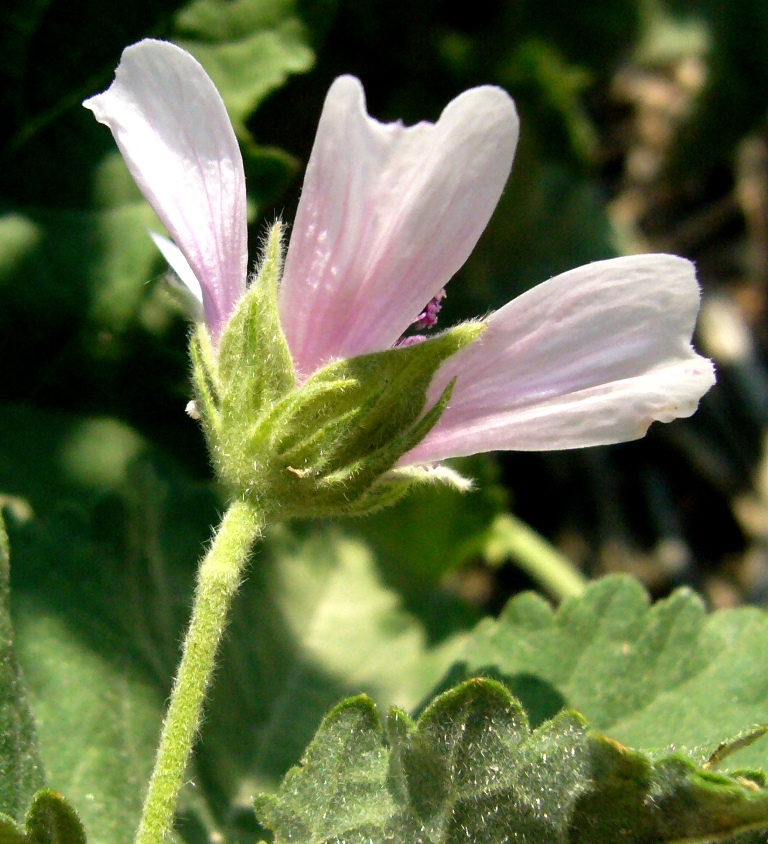 Image of Althaea armeniaca specimen.