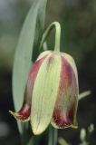 Fritillaria acmopetala
