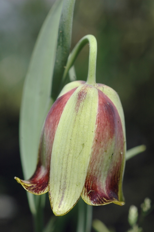 Image of Fritillaria acmopetala specimen.