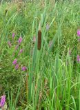 Typha latifolia