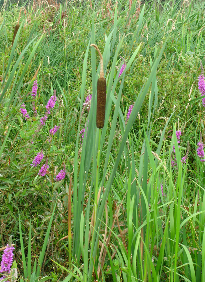 Изображение особи Typha latifolia.