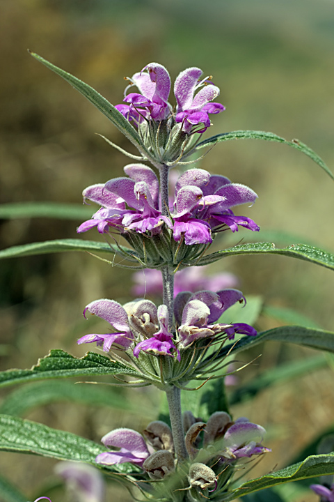 Изображение особи Phlomis regelii.