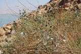 Capparis aegyptia. Куст. Израиль, склон Иудейской пустыни к Мёртвому морю. 23.02.2011.