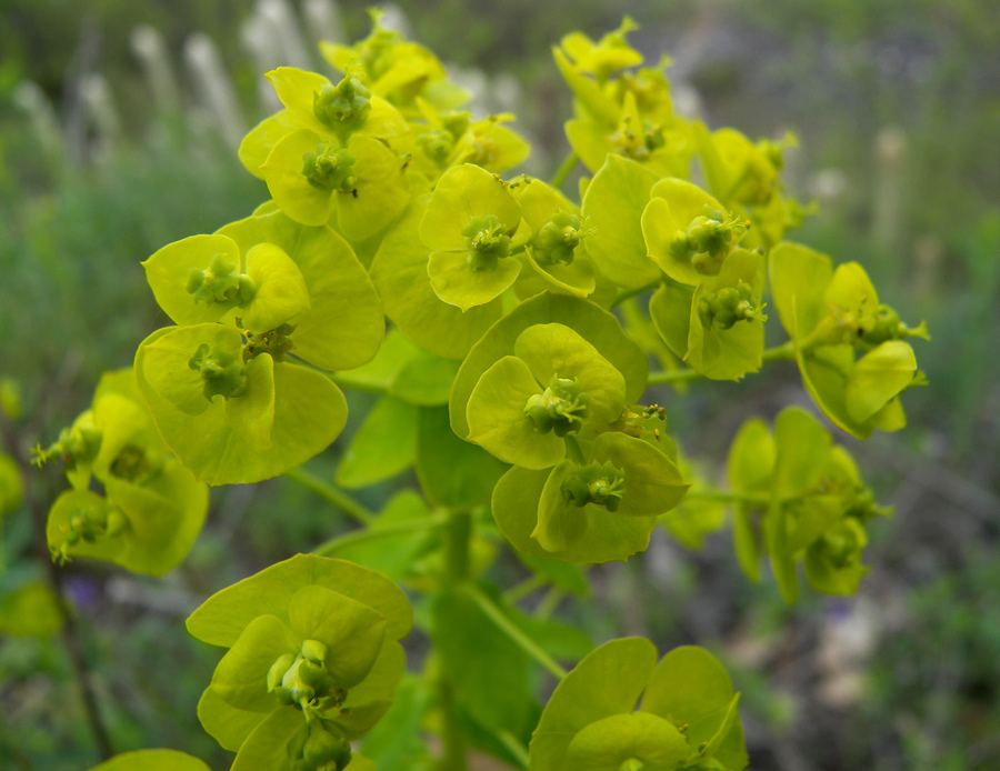 Изображение особи Euphorbia iberica.