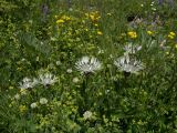 Centaurea cheiranthifolia