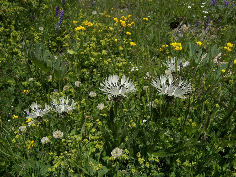 Изображение особи Centaurea cheiranthifolia.