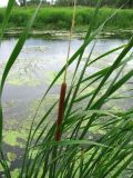 Typha angustifolia. Верхушки листьев и побега с женским (внизу) и мужским (вверху) соцветиями. Ярославская обл., Переславский р-н, окр. с. Копнино, р. Нерль. 08.07.2011.