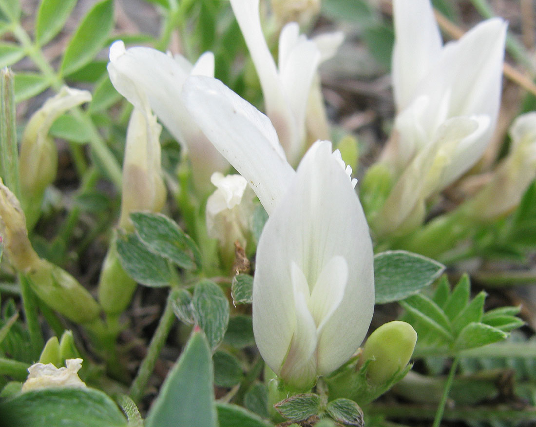 Изображение особи Astragalus scaberrimus.