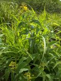 Lysimachia vulgaris. Цветущее растение. Курская обл., г. Железногорск, вдхр. на р. Погарщина. 27 июня 2007 г.