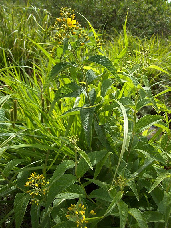 Image of Lysimachia vulgaris specimen.