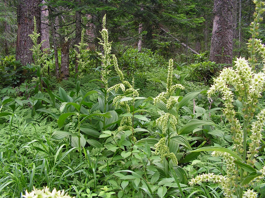 Image of Veratrum oxysepalum specimen.