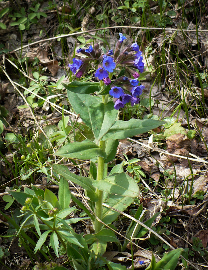 Image of Pulmonaria mollis specimen.