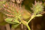 Trifolium blancheanum. Верхушка побега (вид соцветий со стороны чашечек). Израиль, Шарон, г. Герцлия, высокий берег Средиземного моря. 26.04.2012.