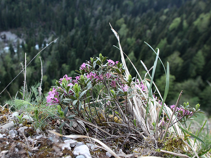 Image of Daphne woronowii specimen.