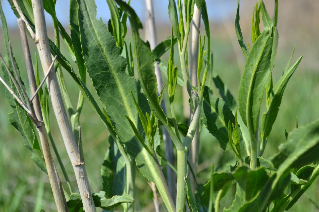 Image of Lepidium latifolium specimen.