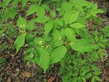 Lonicera ruprechtiana