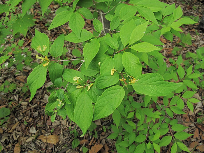 Image of Lonicera ruprechtiana specimen.