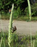 Psathyrostachys juncea