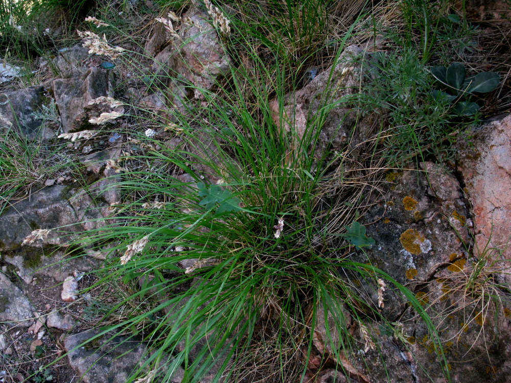 Изображение особи Festuca sibirica.