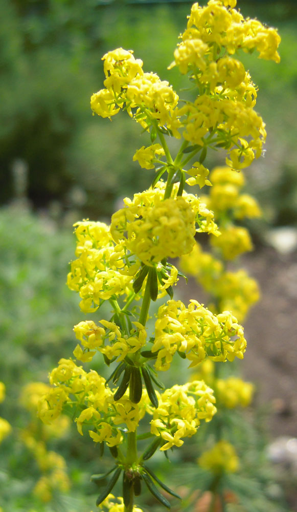 Изображение особи Galium consanguineum.