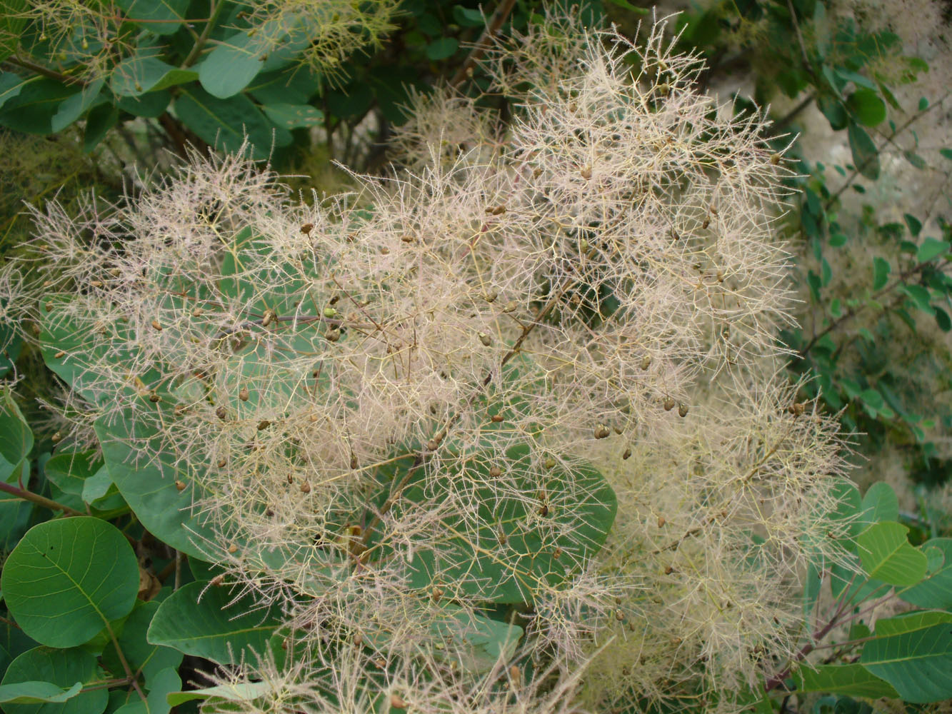 Изображение особи Cotinus coggygria.