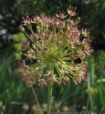 Allium taschkenticum