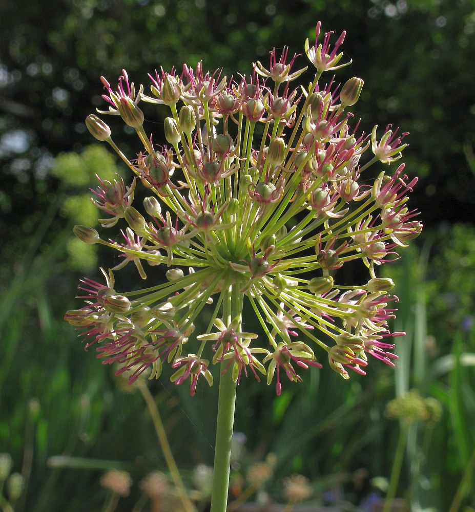 Image of Allium taschkenticum specimen.