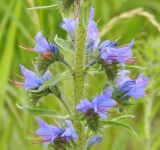 Echium vulgare